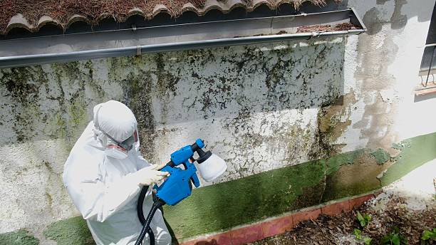 Trusted Mold Inspection service in Stevens, PA - Cheap Mold Removal